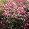Symphorine, Symphoricarpos Doorenbosii Magical Candy -Promesse de Fleurs Magasin symphoricarpos doorenbosii magical candy 7970 6