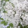 Lilas Nain - Syringa Meyeri Flowerfesta White