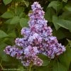 Lilas - Syringa Vulgaris Président Grevy -Promesse de Fleurs Magasin syringa vulgaris president grevy 781756 1