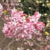 Viorne D'hiver - Viburnum Bodnantense Dawn -Promesse de Fleurs Magasin viburnum bodnantense dawn 7629 5
