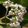 Viorne - Viburnum Le Bois Marquis 2 Viorne - Viburnum Le Bois Marquis -Promesse de Fleurs Magasin viburnum le bois marquis 7818 1 3