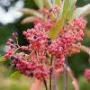 Viorne - Viburnum Nudum Pink Beauty 2 Viorne - Viburnum Nudum Pink Beauty -Promesse de Fleurs Magasin viburnum nudum pink beauty 84379 3