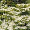 Viorne De Chine - Viburnum Plicatum Mariesii Great Star 2 Viorne De Chine - Viburnum Plicatum Mariesii Great Star -Promesse de Fleurs Magasin viburnum plicatum mariesii great star 7872 5