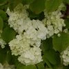 Viorne - Viburnum Plicatum Popcorn -Promesse de Fleurs Magasin viburnum plicatum popcorn 7961 5