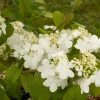Viorne - Viburnum Plicatum Summer Snow Flake -Promesse de Fleurs Magasin viburnum plicatum summer snow flake 7518 1