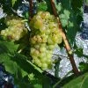 Vigne Muscat Champion