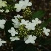 Viorne - Viburnum Plicatum Watanabe -Promesse de Fleurs Magasin viorne viburnum plicatum watanabe PC douce 1