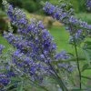 Vitex Agnus-castus Delta Blues - Gattilier