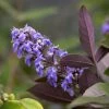 Vitex Agnus-castus Flip Side - Gattilier 1 Vitex Agnus-castus Flip Side - Gattilier -Promesse de Fleurs Magasin vitex flip side copyright f