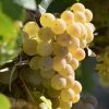 Vigne Fragola Bianca - Vitis Vinifera -Promesse de Fleurs Magasin vitis vinifera fragola bianca 86451 1