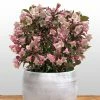 Weigela Florida Vintage Love -Promesse de Fleurs Magasin weigela florida vintage love 16350 1