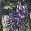 Glycine Du Japon - Wisteria Floribunda Domino Ou Issai -Promesse de Fleurs Magasin wisteria floribunda domino 771557 1