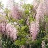 Glycine Du Japon - Wisteria Floribunda Honbeni (Rosea, Pink Ice) -Promesse de Fleurs Magasin wisteria floribunda rosea 771556 1