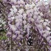 Glycine Grande Diva Maria - Wisteria (x) Venusta -Promesse de Fleurs Magasin wisteria maria if minier 16196 1