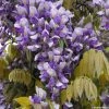 Glycine Grande Diva Nathalie - Wisteria (x) Venusta -Promesse de Fleurs Magasin wisteria nathalie if minier16059 1