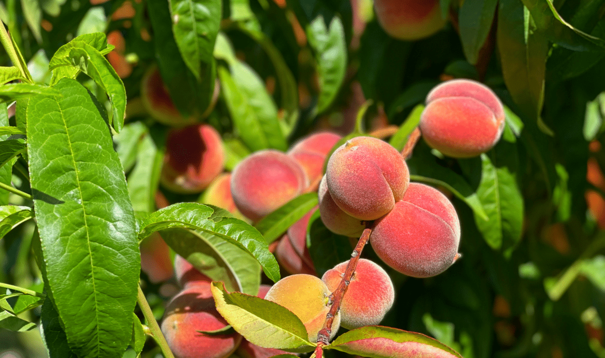 Promesse de Fleurs Magasin -Promesse de Fleurs Magasin pecher 1200x710 1